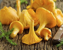 chanterelle mushroom